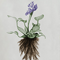 Aquatic Weeds